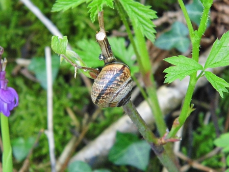 DSCI0117.JPG - Daneben hat es sich "Frau Schnecke" gem&Atilde;&frac14;tlich gemacht