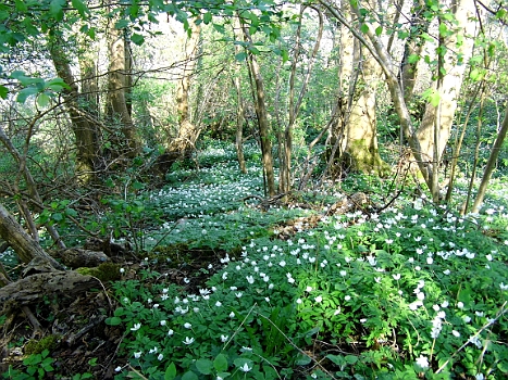 DSCI0123.JPG - Sieht es nicht wirklich aus wie im M&Atilde;&curren;rchen?!