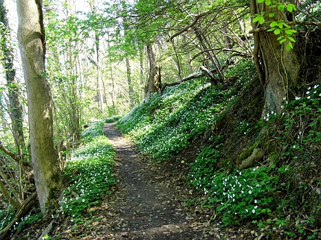 DSCI0124.JPG - Und immer wieder Felder von Buschwindr&Atilde;&para;schen.