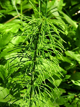 DSCI0131.JPG - Schachtelhalme. Ein Relikt aus der Urzeit