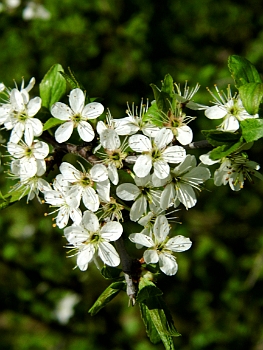 DSCI0133.JPG - Der Wanderweg n&Atilde;&curren;hert sich dem Ende, doch Bl&Atilde;&frac14;ten gibt es &Atilde;&frac14;berall