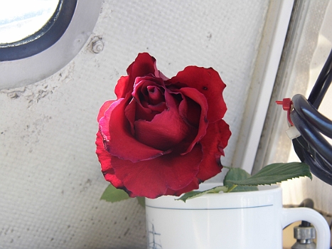 DSCI0140.JPG - Diese Rose hat uns unser Messewirt am 05.05., also am Tag vor unserer Abfahrt geschenkt. Heute ist der 15.05. ! Ein gutes Omen?