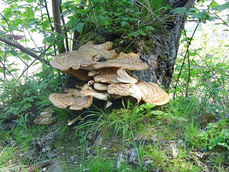 DSCI0148.JPG - Wir wandern am 15.05. in die andere Richtung, grobe Peilung "K&Atilde;&para;nigsstuhl". Der Buchenwald ist wundersch&Atilde;&para;n, aber v&Atilde;&para;llig anders geartet, als der Wanderweg Richtung Glowe.&Atilde;�berall dicke Baumpilze