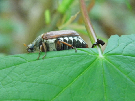 DSCI0151.JPG - Von wegen: "es gibt keine Maik&Atilde;&curren;fer mehr!" Hier schon!