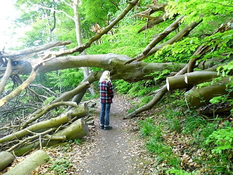 DSCI0152.JPG - Tja, so iss dat halt im Urwald. Frage: dr&Atilde;&frac14;ber oder drunter durch?