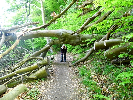 DSCI0153.JPG - Die Bordfee entscheidet sich f&Atilde;&frac14;r drunter durch!