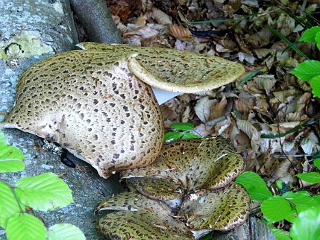 DSCI0154.JPG - Eine andere Baumpilzart, aber nicht minder imposant. Findet &Atilde;&frac14;brigens auch die schwarze Nacktschnecke 