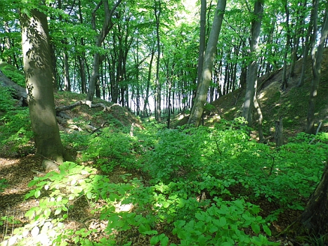 DSCI0156.JPG - So ein sch&Atilde;&para;ner Laubwald!