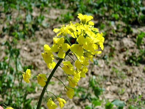 DSCI0158.JPG - Und so sieht der Grund f&Atilde;&frac14;r die gelbe Pracht aus der N&Atilde;&curren;he aus: Rapsbl&Atilde;&frac14;te