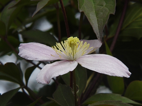 DSCI0105.JPG - Hier blueht und gedeiht alles noch wie im tiefsten Fruehling.