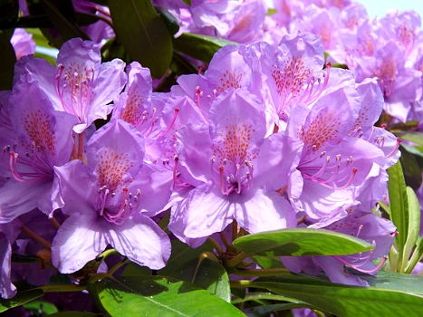 DSCI0113.JPG - Eine Explosion der Farben und Formen