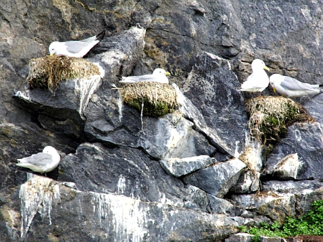 DSCI0271.JPG - Ona gehoert, so scheint es zumndest, zu 50% den Moewen, die hier ueberall nisten.