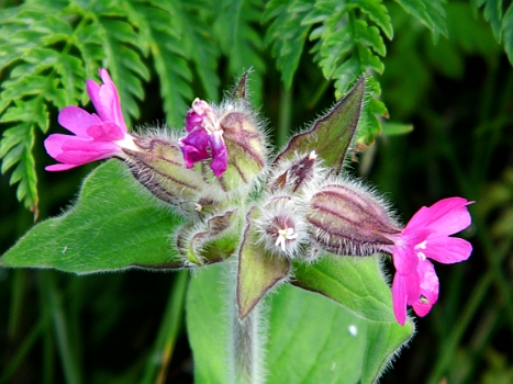 DSCI0288.JPG - Bluehen tut es auch hier noch wunderbar.