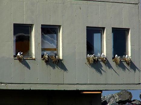 DSCI0297.JPG - Wie gesagt: Die Moewen nisten wirklich ueberall