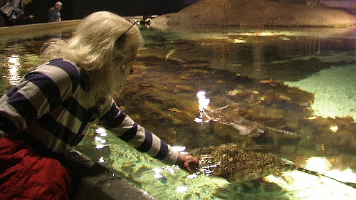 PIC_1567.JPG - Was macht man bei schlechtem Wetter? Wir latschen 3,3, km ins Aquarium. Idee der Bordfee. Und es hat sich gelohnt. Hier nimmt Die Bordfee gerade persoenlichen Kontakt zu einem Rochen auf. Fuehlen sich an der Unterseite wirklich toll und ganz weich an.