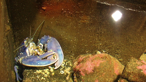 PIC_1582.JPG - Der Hummer hier ist eigentlich schon zu gross fuer den topf und ausserdem lebend viel schoener anzusehen.