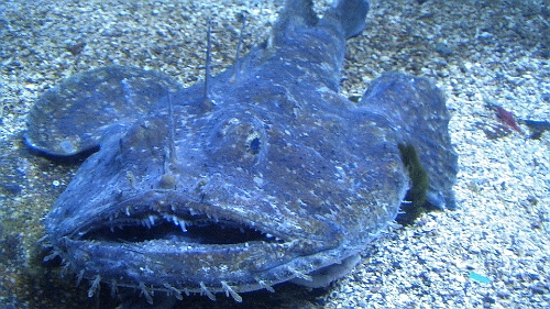 PIC_1594.JPG - Was ist das wohl? Ein Breiflapp. Kennt ihr nicht? Nun gut, bei uns hei&Atilde;�t er Seeteufel. Nun gut, er sieht auch so aus, soll aber ein toller Speisefisch sein. Ich habe sein Fleisch beim Fischhaendlergesehen. Nun ja, sieht wirklich aus wie Brei....