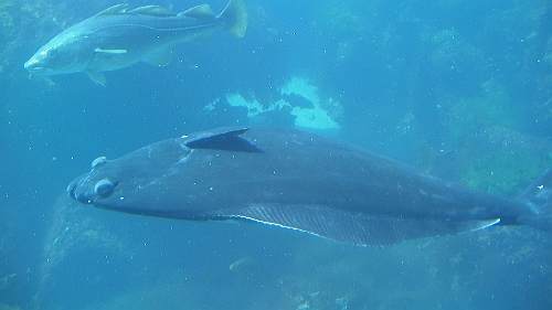 PIC_1601.JPG - Ein Heilbut im grossen Becken des Aquariums. Der groesste bisher gefangene wog 267 kg!