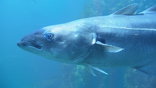 PIC_1603.JPG - Hier nochmal als Portrait. Wenn man ihn so anschaut ist er eigentlich viel zu schoen und erhaben fuer die Pfanne...