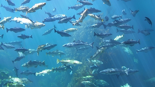 PIC_1614.JPG - Das grosse Becken des Atlantic Parks. Er ist eines der groessten Aquarien Nordeuropas. Das Beckenn fast 4 Mio. Liter Wasser. Pro Stunde werden 10.000 Liter Wasser aus dem Ozean hinein und altes Wasser herausgepumt. Keiner der Burschen hier ist unter 50 bis 100 cm lang. ein herrliches Becken, vor dem man stundenlang sitzen koennte.