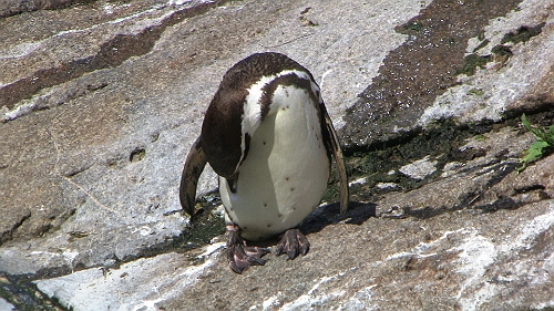 PIC_1636.JPG - Keine Angst: Wir sind im Norden! Soweit nach Sueden, wo der kleine Kerl lebt, wollen wir dieses Jahr nicht ;-)