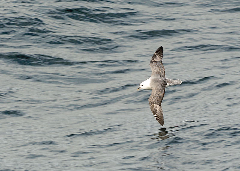 800px-Fulmarus_glacialis_LC0144.jpg - Elegant gleiten sie durch die Wellentaeler. Man koennte ihnen stundenlang zusehen. Mit dem Fluegel messen sie quasi die Distanz zum Wasser, wie Motorradrennfahrer der das Gleiche in der Kurve mit dem Knie tut. Ich mag sie sehr gerne. 