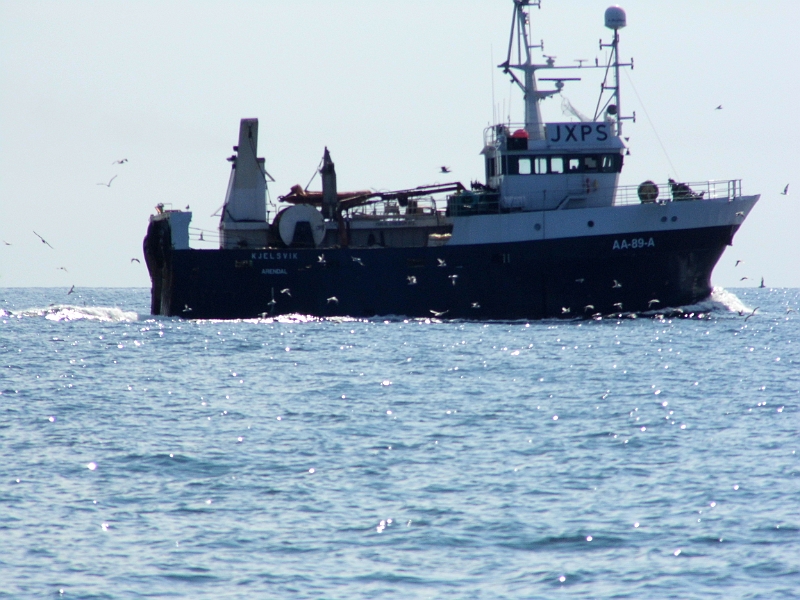 DSCI0791.JPG - Aber wenn die Netze geleert sind, dann kommen die Eissturmvoegel. Moewen sieht man so weit draussen eher selten.