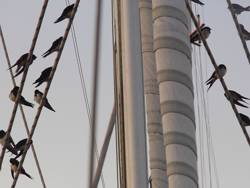 DSCI0880.JPG - Am naechsten Morgen ist das Schiff hinter uns komplett von Schwalben eingenommen. Ein herrlicher Anblick. Vor allem fuer die Bordfrau: Die Hinterlassenschaft findet sich ueberall.