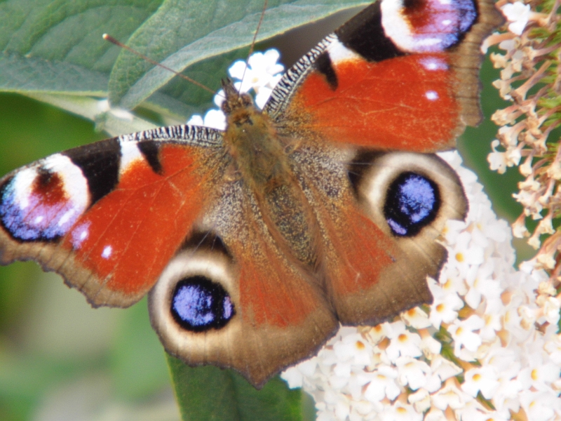 DSCI0934.JPG - Beim Spazierengehen auf Anholt finden wir einen blau bluehenden Strauch der anscheinend Schmetterlinge magisch anzieht. Hier ein Tagpfaueneauge.