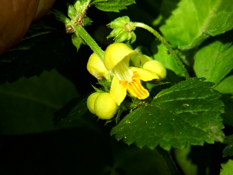 DSCI0193.JPG - Lohme und seine Natur lassen uns nicht los. Auch den 18.05. nutzen wir noch einmal, um den wundersch&Atilde;&para;nen Wanderweg zu besuchen. Diese Bl&Atilde;&frac14;ten sind so klein, dass man sie fast &Atilde;&frac14;bersehen kann.