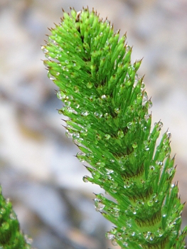 DSCI0196.JPG - Ein junger Schachtelhalm im Morgentau