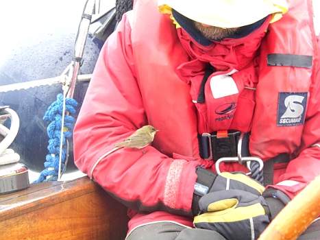 DSCI0217.JPG - Und er wird daf&Atilde;&frac14;r belohnt. Wir bekommen Besuch: Dieses kleine V&Atilde;&para;gelchen wendet sich vertrauensvoll mit einem Asylantrag an den Skipper. Durchn&Atilde;&curren;sst und K.O. sucht es Zuflucht auf Maimiti
