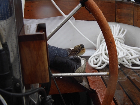 DSCI0245.JPG - Aber der kleine graugr&Atilde;&frac14;ne Piper bleibt nicht allein und eine andere Vogelart landet auf Skippers Seestiefeln. Scheinen eine gewisse W&Atilde;&curren;rme auszustrahlen