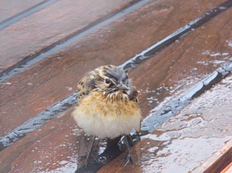 DSCI0250.JPG - Ja, ein bisschen m&Atilde;&frac14;rrisch guckt er. Bei so einem nassen Federkleid w&Atilde;&frac14;rde das wohl jeder. Damit kann man nun wirklich nicht fliegen