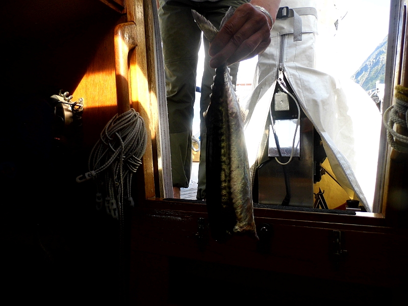 DSCI0038.JPG - Und endlich! Mit neuer Wurfrute und entsprechender Rolle klappts, dass ein Fisch, den man als pfannentauglich bezeichnen kann, an den Haken geht. Diese Makrele gl&Atilde;&curren;nzte und schillerte so sch&Atilde;&para;n, dass es mir schwer fiel, dieses Wunder der Natur zu toeten. Aber wider Erwarten ging das dann doch ganz gut.