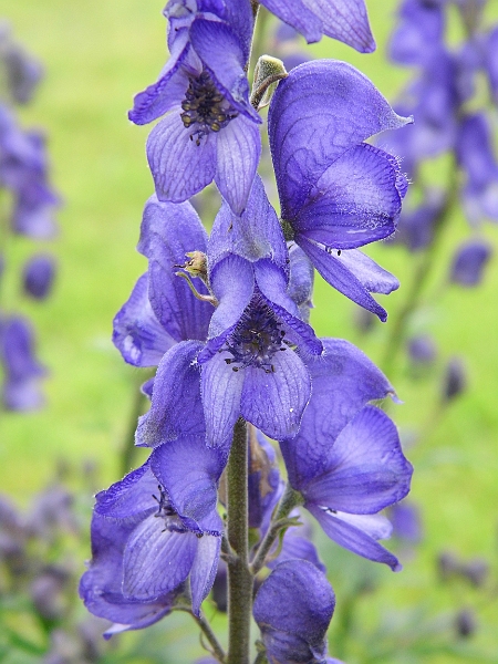 DSCI0458.JPG - Zauberhafte Weggefaehrten