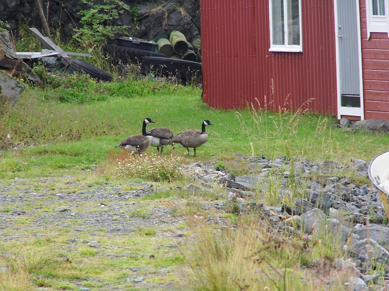 DSCI0465.JPG - Ja, wir haben verstanden. Es ist Zeit. Die Wildgaense sammeln sich zum Flug nach Sueden. Die ersten Keile sind schon ueber uns hinweggezogen.