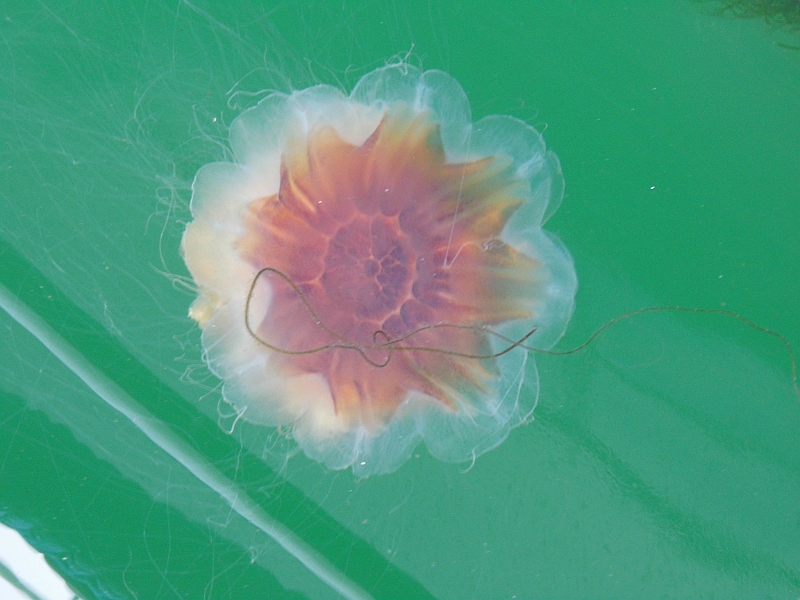 DSCI0676.JPG - Diese Schoenheit ist nicht ganz ohne. Es gibt viele in diesem Jahr von diesen Quallen