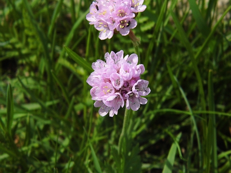 DSCI0015.JPG - Was anfangs nur wie x-beliebige Wiesenblumen aussah, entpuppt sich bei n&Atilde;&curren;herer Betrachtung als kleines Wunder