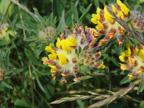 DSCI0021.JPG - Man mu&Atilde;� nur mit dem Auge die Dinge n&Atilde;&curren;her betrachten. Dann erschlie&Atilde;�en sich wunderbare Gebilde.