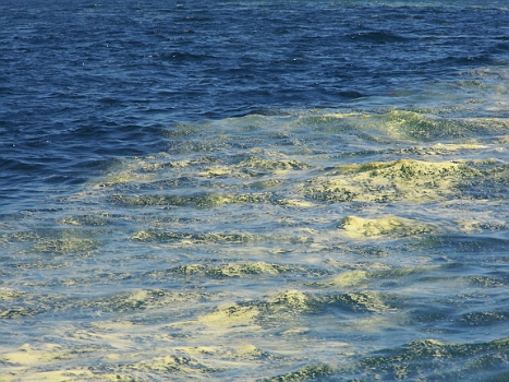 DSCI0061.JPG - Am n&Atilde;&curren;chsten Tag finden wir mitten im Skagerrak solcheTeppiche von Bl&Atilde;&frac14;tenstaub, der &Atilde;&frac14;ber die See fliegt. Es wird so schlimm, dass der Skipper eine Allergietablette braucht. Alles ist gelb: Wanten, Stage, Beschl&Atilde;&curren;ge, Schoten...