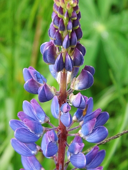 DSCI0040.JPG - Der Sommer ist, wie gesagt, zu einem Gastspiel vorbeigekommen. Alles duftet nach Sommerwiese und frisch gemaehtem Gras. Die Sommerblumen haben die Fruehlingsblumen abgeloest.