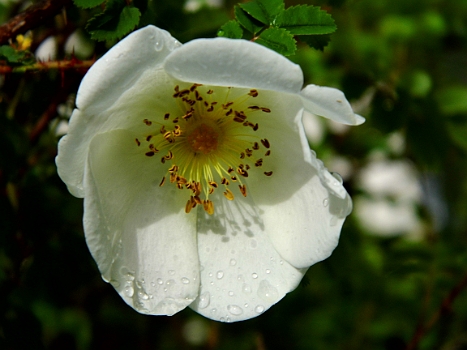 DSCI0044.JPG - Die paar Minuten Sonne, die wir abbekommen, nutzen wir fuer einen kurzen Spaziergang. Die Sommerblumen stoert das miese Wetter nicht, wie man sieht.