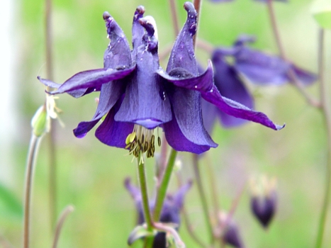 DSCI0049.JPG - Ist sie nicht wunderschoen?! Keine Ahnung, was das fuer eine Blume ist, wir haben auch nur diese eine gefunden, aber sie sieht interessant aus.