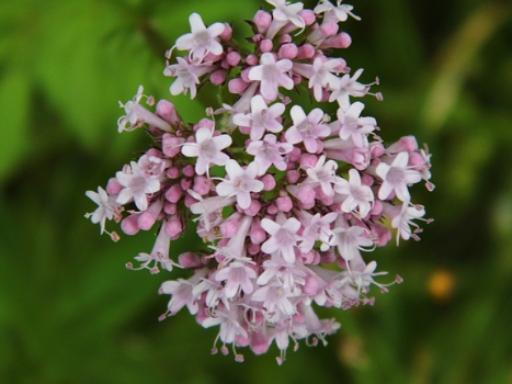 DSCI0114.JPG - Normalerweise sieht man nur eine rosa "Knolle" als Bluete. Kommt man naeher, stellt man fest, dass es viele Blueten sind