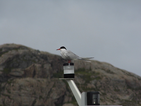 DSCI0137.JPG - Die Herren des Hafens sind zweifellos nicht die Angler, sondern die Seeschwalben....