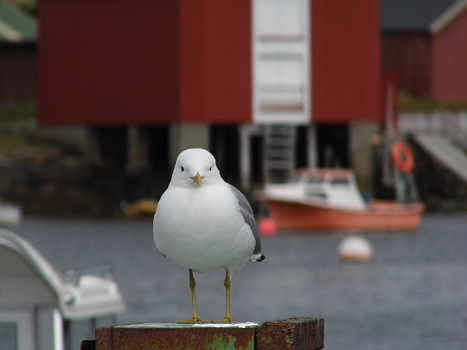 DSCI0142.JPG - ...und die Moewen.