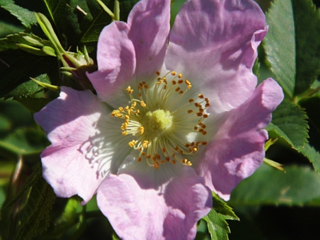DSCI0159.JPG - Auch die Heckenrosen bluehen nun ueberall und strecke ihre Blueten der Sonne entgegen. Herrlich!