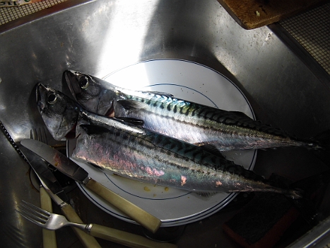 DSCI0169.JPG - Die beiden hat uns ein freundlicher Norwegen geschenkt, weil er so viele davon hatte. Sind sie nicht schoen?! Fast zu schoen zum Essen!