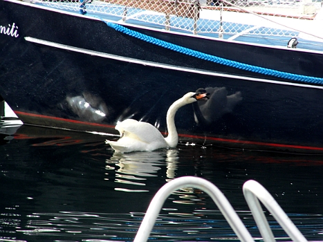 DSCI0181.JPG - Dieser Schwan ist echt gestoert: Offensichtlich haben wir Maimiti zu gut lackiert. Er sieht sein Spiegelbild drin und will seinen Revierrivalen vertreiben. Geht natuerlich nicht und so wird er immer wuetender und schiesst schliesslich wie wild am Schiff hin und her und haemmert mit dem Schnabel dagegen. Das Spiel wiederholt sich mehrmals am Tag...